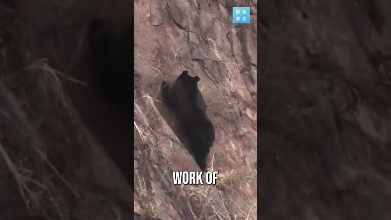 Japanese moon bear scales a mountain with its extraordinary curved claws