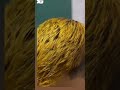 colour karne ka tarika #short #trending #haircolour #hair #virealvideo #hairtips #searchvideo