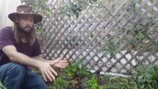 Living Mulch in the Garden; Work With Your Weeds!