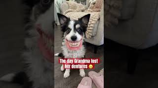 Where’s my denture??? #funny #funnydogs #dogs #dogshorts