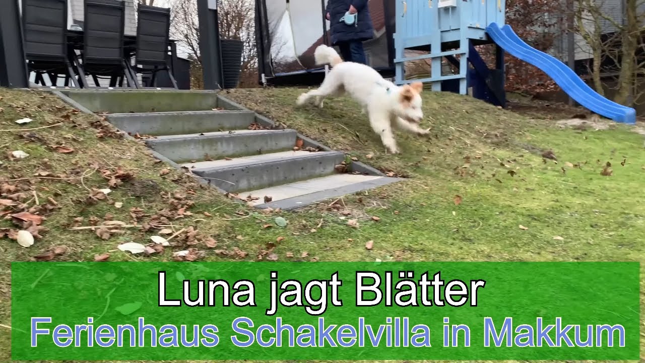 Luna jagt Blätter am Ferienhaus Schakelvilla in Makkum am IJsselmeer