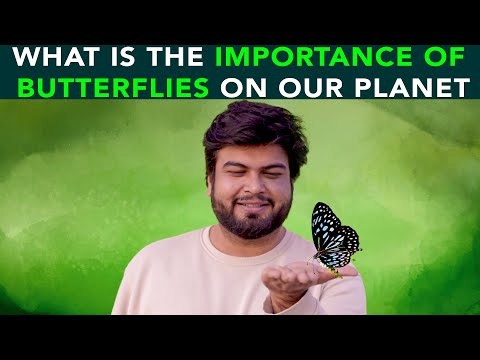 वीडियो: मोथ तितलियाँ: प्रत्येक प्रजाति के अस्तित्व की विशेषताएं