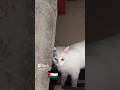 بسنت الجميلة بسنت الجميلة