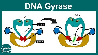 DNA Gyrase