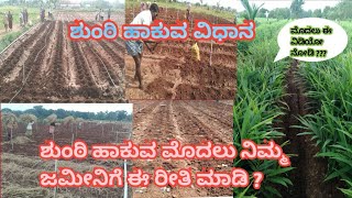 how to make ginger farming | ಶುಂಠಿ ನಾಟಿ ಮಾಡುವ ವಿಧಾನ | ಗೊಬ್ಬರ ಹಾಕುವುದು ಮತ್ತು ಪೈಪ್ ಲೈನ್ ಮಾಡುವುದು