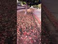 #fallseason #fallleaves #asmr #soothingsounds #morningroutine #nature #travel