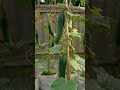 Mini DIY Garden Magic 🌿✨ | Crafteen Garden Ideas