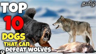 Top 10 dogs that can defeat wolves | powerful | confident | funny