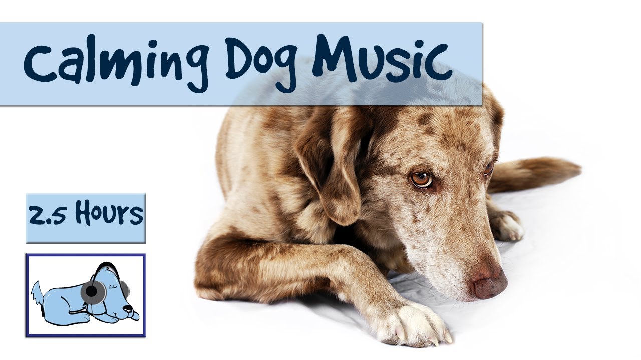 music for dogs calming