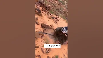 لدغه ثعبان ام جنيب Shorts 