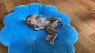 Baby Monkey can not move on its own, only to stay and