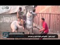 مصر العربية    ترويض الخيول    فلكلور شعبي تتوارثه الأجيال في صعيد مصر دندنها