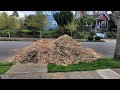 Walnut Tree Trimming 20220330