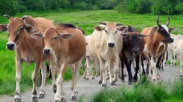 Video Mengiring Sapi Lembu jinak Menuju Ke Kandang Peternakan Hewan Ternak Sapi - Suara sapi Gembala