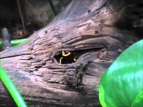 camera iphone 8 plus apk Dendrobates leucomelas tank setup