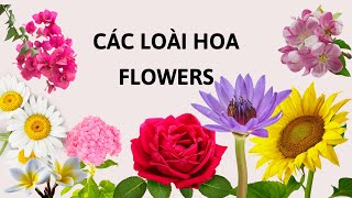 Bé học CÁC LOÀI HOA qua hình ảnh | Bé học tiếng Anh các LOÀI HOA | Flowers