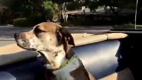 Freckles Cruising in the Convertible