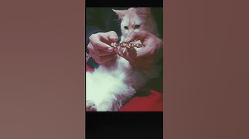 Cool Cat Takes Fidget Spinners to the Next Level! You Won