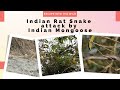 Indian Rat Snake attack by Indian Mongoose