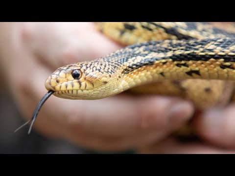 Endangered Snakes Released Into The Wild - YouTube
