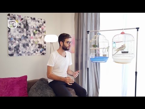 Video: Si Për Të Trajtuar Diarre Në Një Papagall