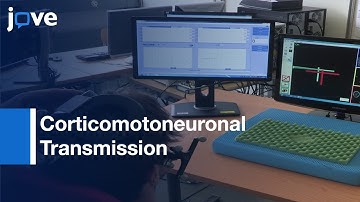 Corticomotoneuronal Transmission Changes Assessment | Protocol Preview