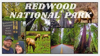 Redwood National Park | Cathedral Of Trees | Prairie Creek | Ossagon Trail | California | Feb. 2024