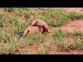 TATU PEBA Acasalamento, TATUPEBA (EUPHRACTUS SEXCINTUS), SIX-BANDED ARMADILLO, PAPA-DEFUNTO