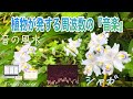 【浄化・癒し＆再生・霊性を高める・潜在能力開花・ｸﾞﾗｳﾝﾃﾞｨﾝｸﾞ・528Hz】静寂の中に宿る神秘的な美しさ『シャガ（胡蝶花）』が奏でる『音の風水』♪（Part 54）
