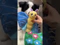 This Butterfly Toy Makes Dogs GO CRAZY #dog #pet #pettoy