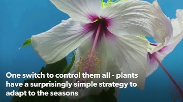 One switch to control them all - unravelling seasonality in plants