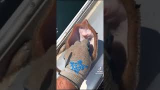 Download Lagu keletek pari MP3