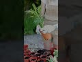 Boost Plant Growth by Feeding the Soil