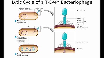 VandePol Microbiology BHCC ch 13 viruses   20150716 122517 27