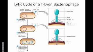 VandePol Microbiology BHCC ch 13 viruses   20150716 122517 27