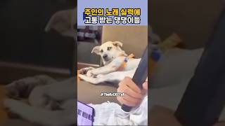 주인의 노래 실력에 고통 받는 댕댕이들