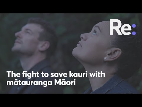 Video: Perché la morte di kauri è un problema?