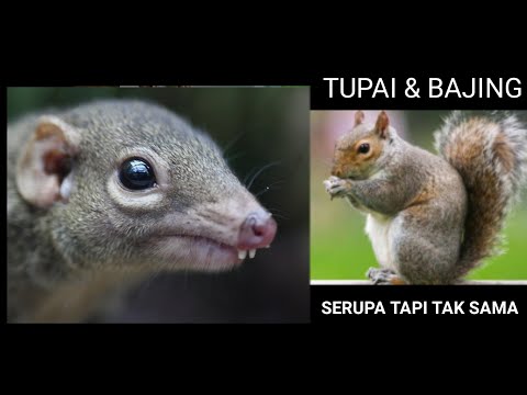 Video: Perbezaan Antara Tupai Dan Chipmunk