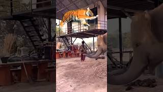 Ai Tiger 😂 #elephant #tiger #animals #elephantlove #shorts #ai #aivideo #aishorts #youtubeshorts