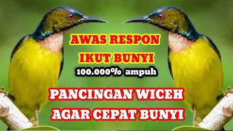 pancingan wiceh agar bunyi // cocok buat wiceh bahan agar cepat gacor #wiceh #birds #kolibrikelapa