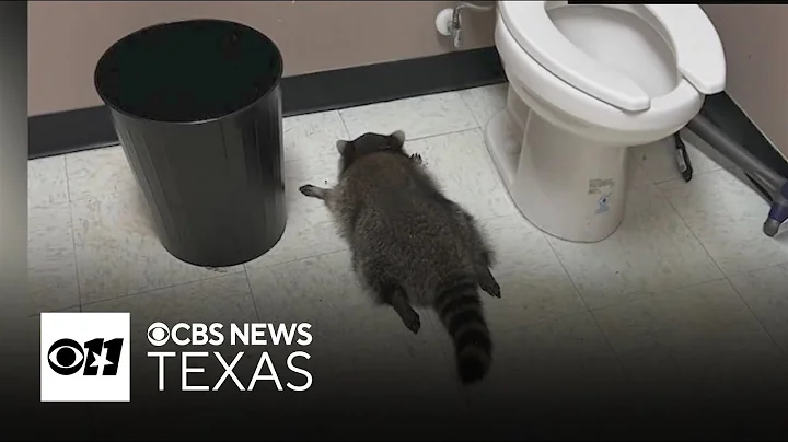 Raccoon passes out on liquor store bathroom floor after drunken rampage