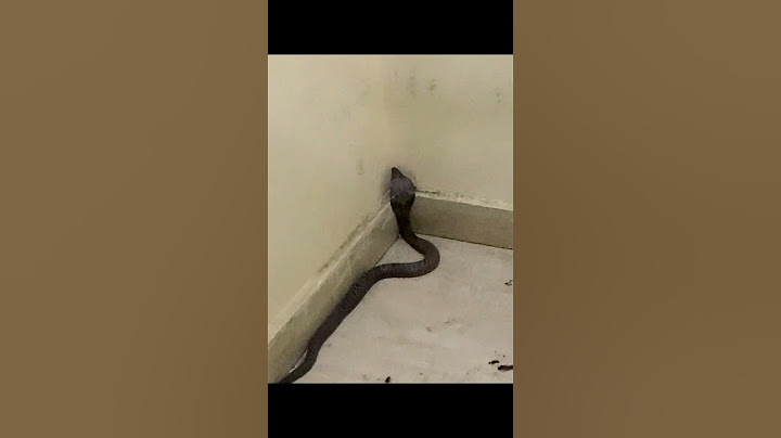 Haramre Ghar Me Saap | Snake in Home #ytshorts #shortvideo #reels #motivational #trending