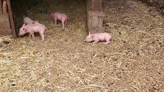 4 day old piglets playing