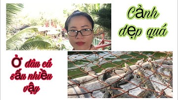 Đi thăm cá sấu hoa cà ở quận 12 | phong cảnh bao đẹp .