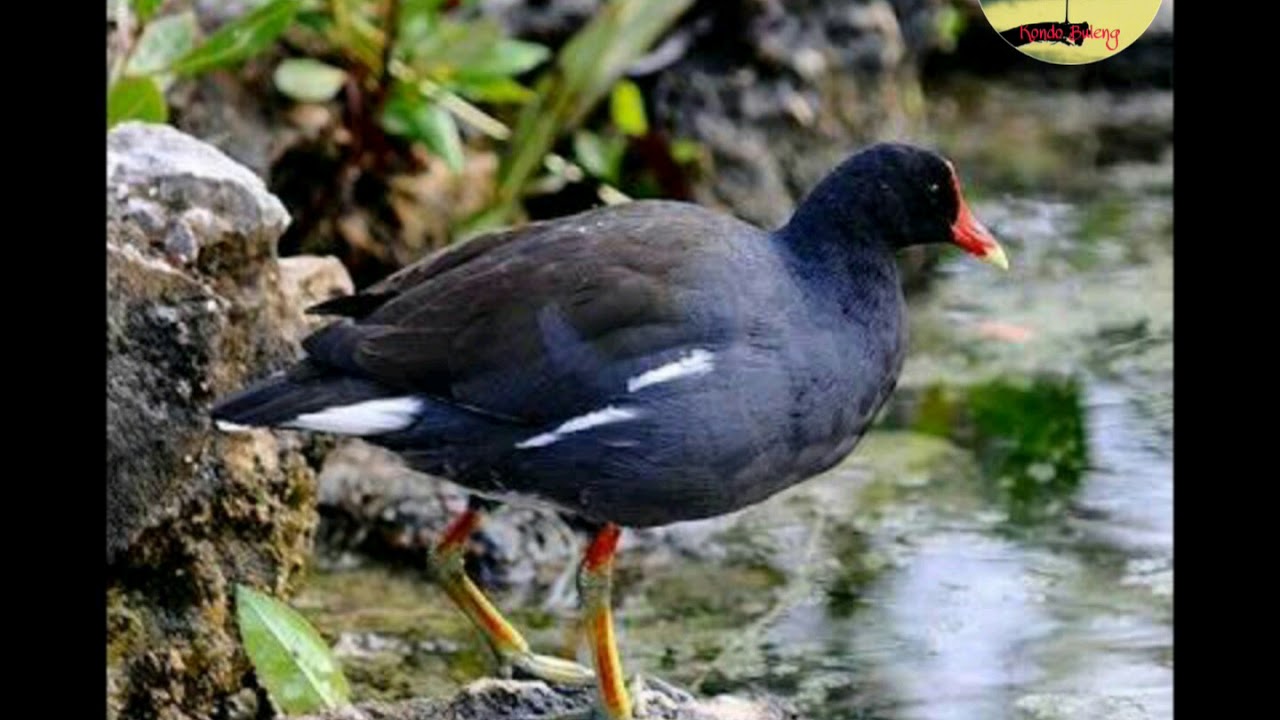 Suara pikat burung jengger merah / Bentiung / Mandar batu 