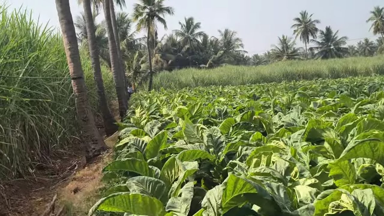 ஈரோடு (மா) பவானி (வ) ஜம்பை அருகில் 4 ஏக்கர் தோட்டம் விற்பன 9585376767#agriculture #realeastate 