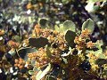 Garden Answer 148 Species In Genus Rhamnus Buckthorn Garden Answer 148 Species In Genus Rhamnus Buckthorn