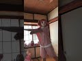 VTuberだからこの曲は踊れたダンス初心者着ぐるみ受肉系VTuber #vtuber #着ぐるみ #kigurumi #踊ってみた #ユーチューバー