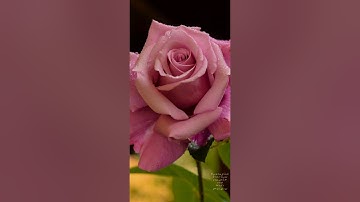 سورة الحجرات                  ( القارئ وديع اليمنى ) -(Wadee Al Yemeni)  Al-Hujurat  Surah