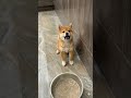 「ママ、待ってるよ!」足踏みが止まらない柴子犬🐾